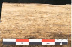 Foto (Detailansicht) von Quercus sp.  (NHMW-GEO-2024-0188-11583)